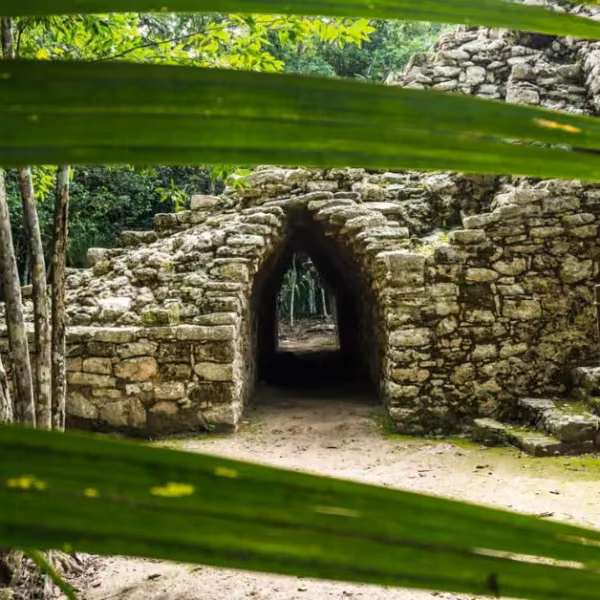 Stone ruins with an arched doorway peek through large green leaves, surrounded by dense forest.