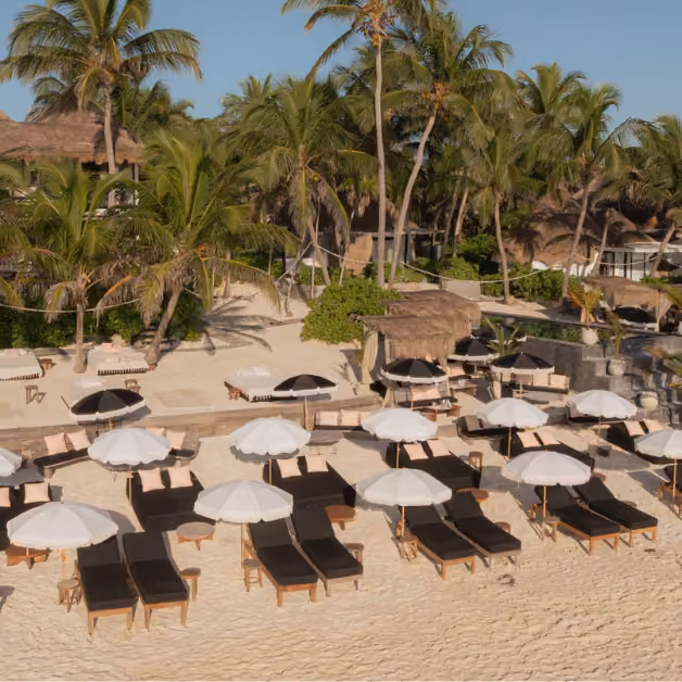 Empty lounge chairs with white umbrellas line the sandy beach at Gitano Beach Club, surrounded by palms and greenery.