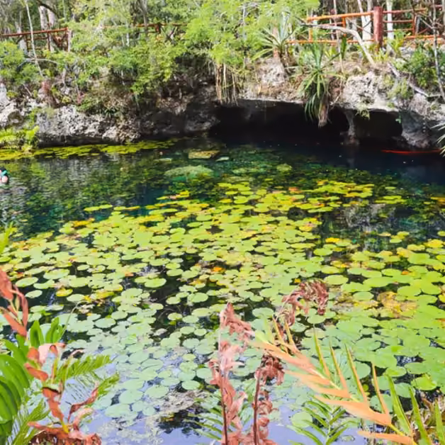 A serene cenote with clear water, lily pads, and lush greenery; a wooden fence and trees frame the rocky cave entrance.