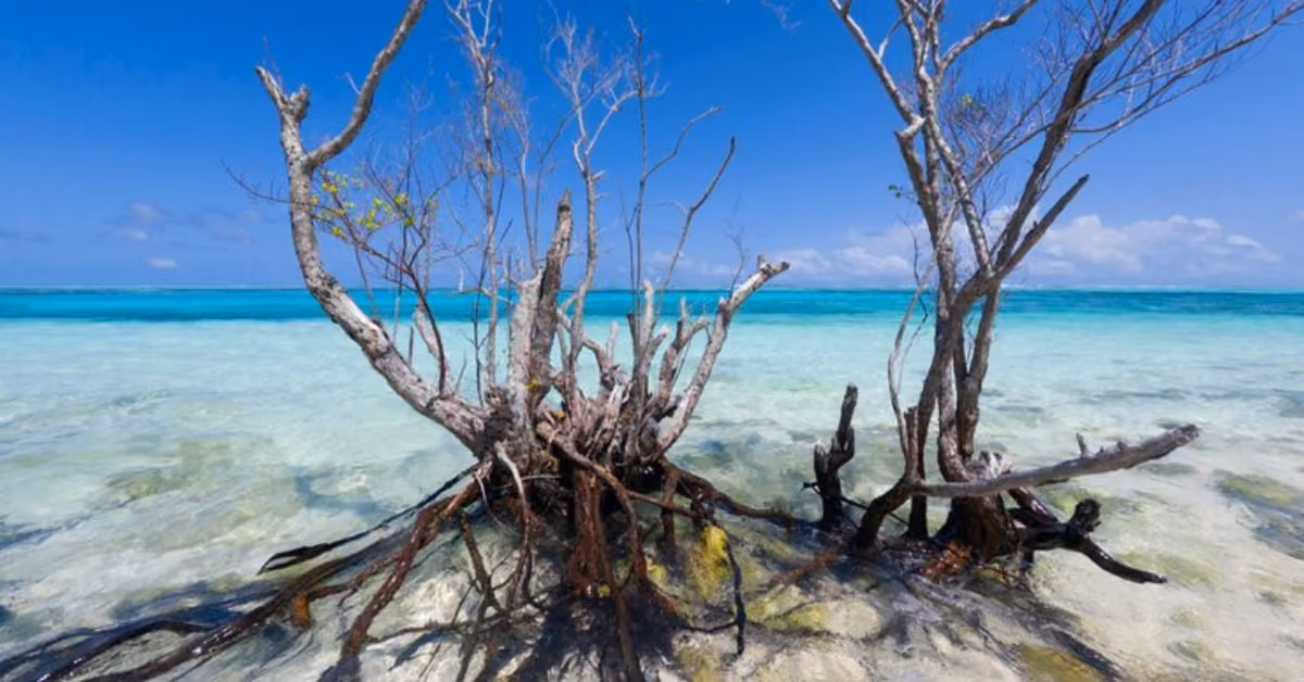 Bare mangrove trees with exposed roots rise from shallow turquoise water under a bright blue sky near Tulum.