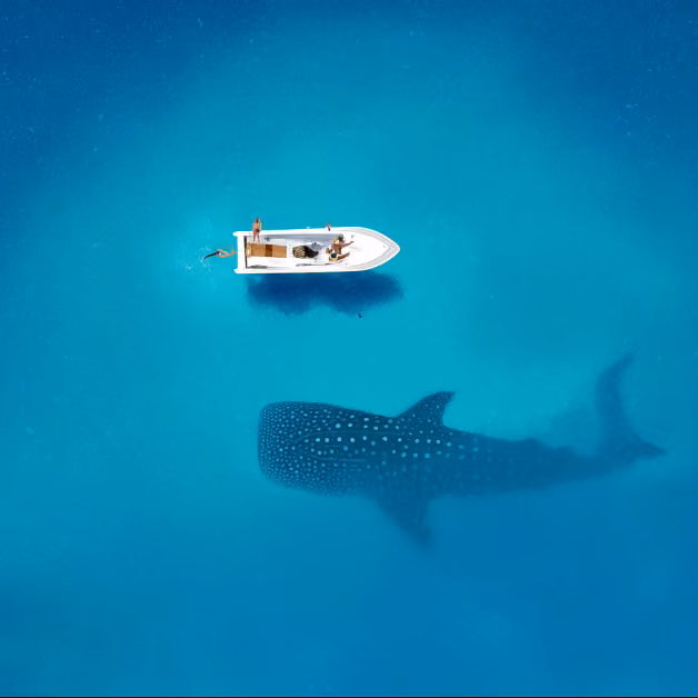 A small white boat floats on clear blue water above a giant whale shark, its shadow visible beneath the surface.