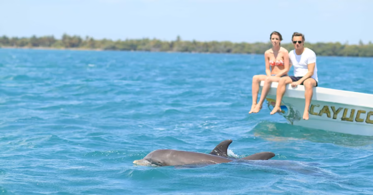 A man and woman sit on a boat over clear blue water, watching dolphins swim near the shore lined with trees under a clear sky.