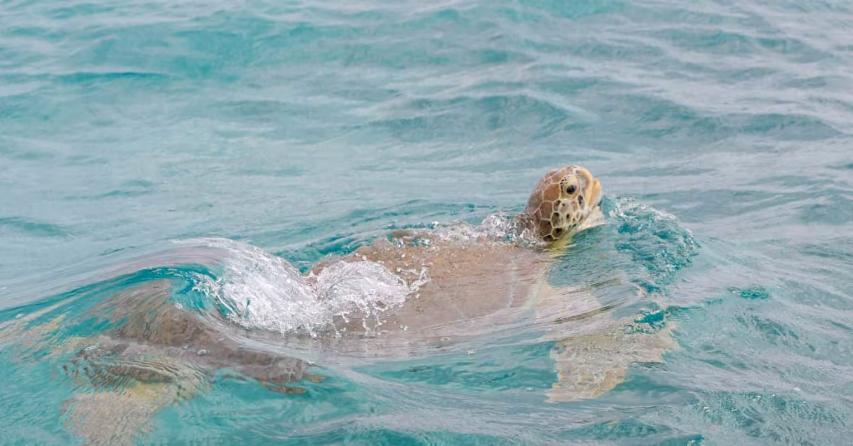 A sea turtle glides just below the clear turquoise water, its head above the surface and shell partly visible below.