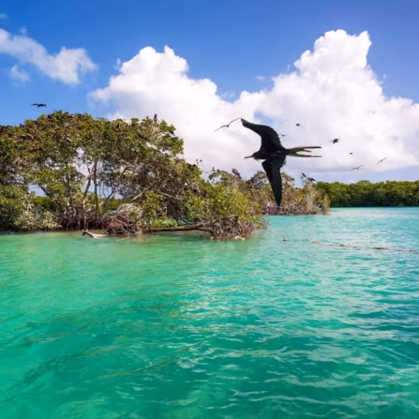 A large black bird flies over turquoise water near lush mangroves under a bright sky; more birds appear in the distance.