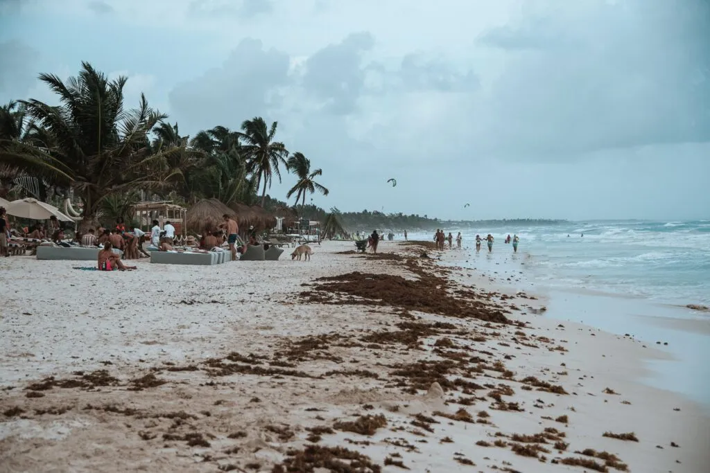 beach full of sargasso during the worst time to visit Tulum