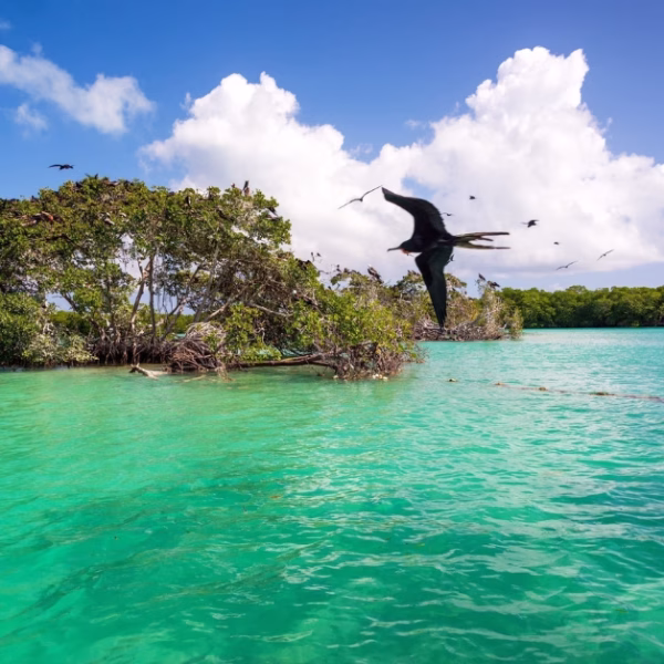 tropical birds at sian kaan