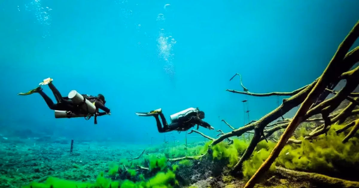 Two scuba divers swim among branches and green plants in clear blue water, enjoying a beautiful underwater scene.