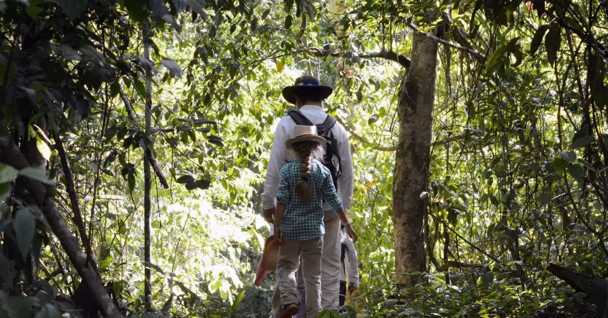 Two people wearing hats and backpacks walk through a lush, sunlit forest trail, surrounded by dense green foliage and tall trees while hiking in Tulum.