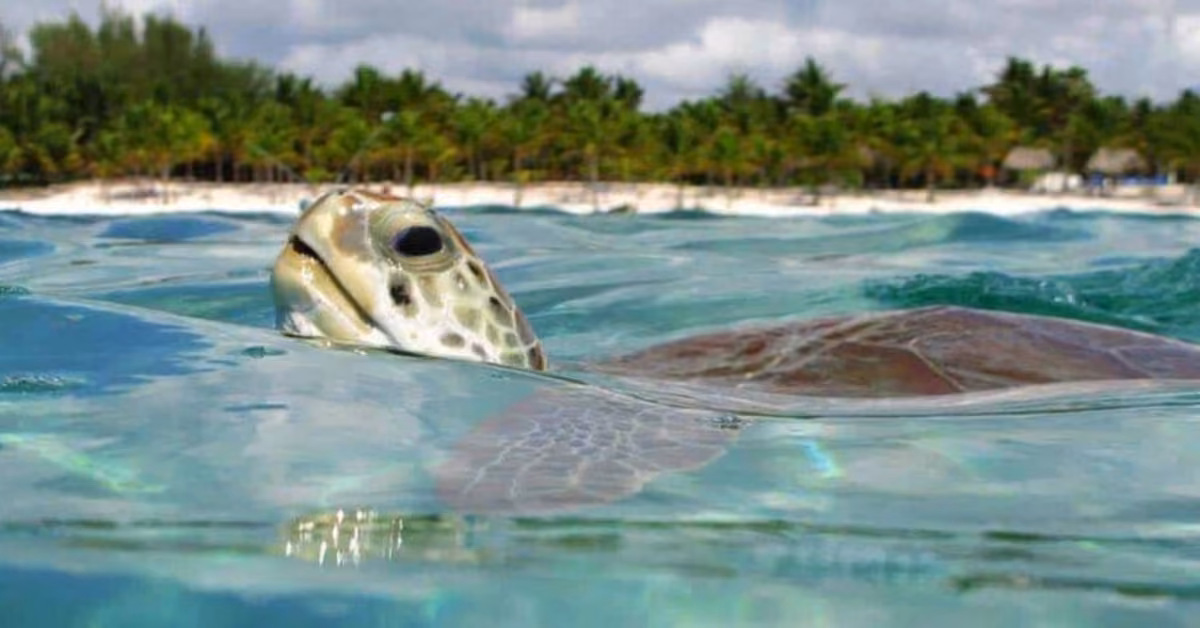 A sea turtle swims near the ocean’s surface, its head above water, with palm trees and a sandy beach under a partly cloudy sky.