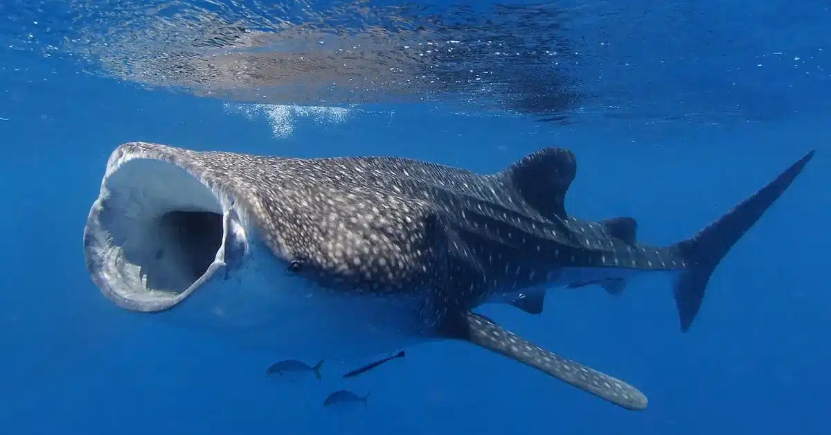 A large whale shark swims in clear blue water with its mouth wide open; smaller fish are visible nearby. Witness this awe-inspiring scene on Whale Shark Tours in Tulum.